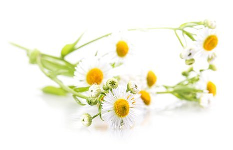 Kamillenblüten